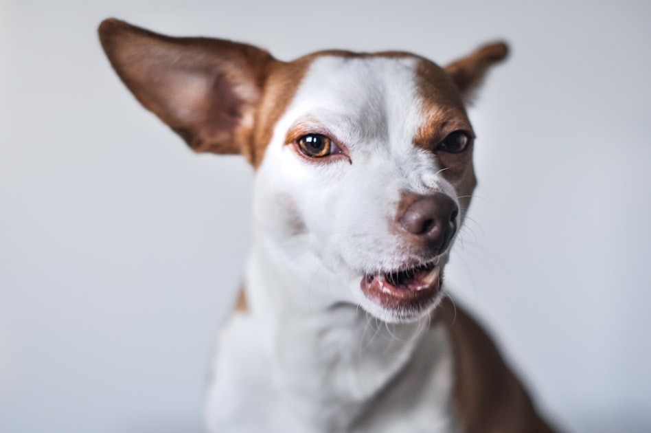 Creative Pet Jewelry Ideas