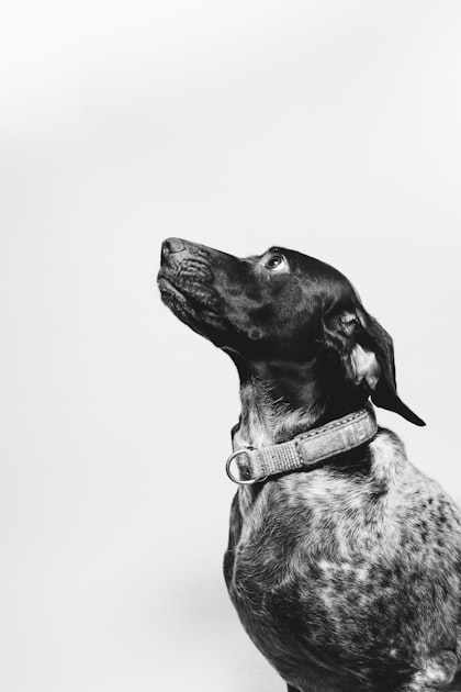 Daily Insights on Animal Behavior