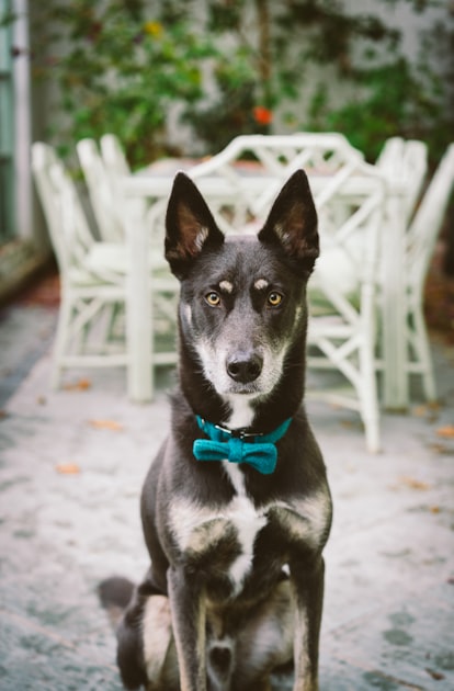 Artistic Pet Drawings for Everyone