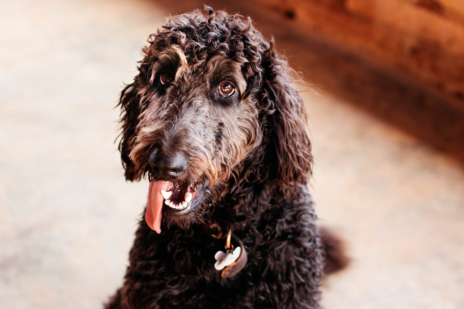 Pet Care Tips for Every Season