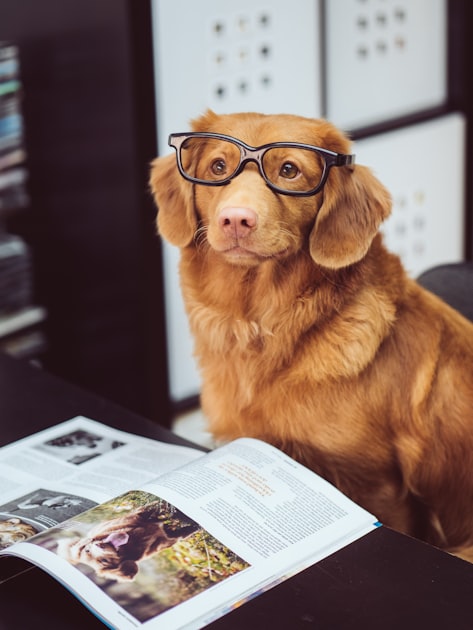 Daily Pet Stories to Brighten Your Day