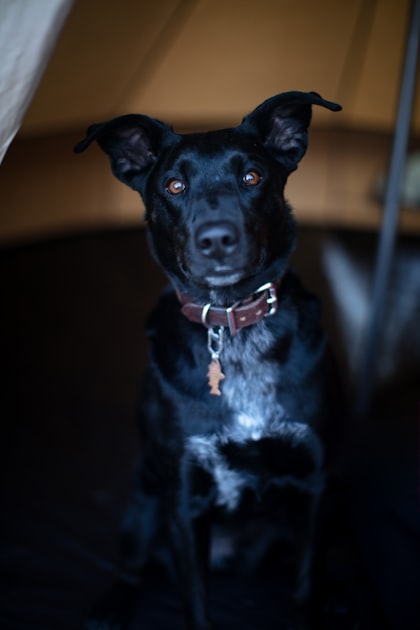 Capturing Pet Personalities